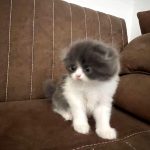 گربه اسکاتیش ماده