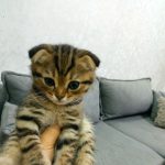 اسکاتیش فولد نر۳ماهه