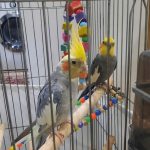 عروس هلندی سالم و سرحال