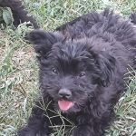 فروش توله مالتیز سه و‌نیم ماهه