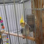 عروس هلندی سالم و سرحال