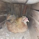 چهارتا مرغ گلین کرچ