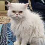 گربه پرشین ماده شناسنامه داره ۴ساله