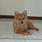 سگ پامر روباهی