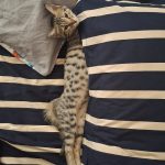 واگذاری گربه ۳ ماهه