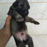 سگ ژرمن شیپرد شولاین با ۳تا توله