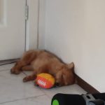 سگ پامر روباهی