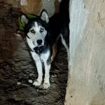 به دلیل جانداشتند