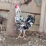 مرغ و خروس گلین اصیل