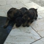 سگ ژرمن شیپرد شولاین با ۳تا توله