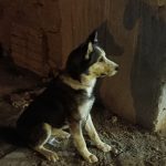 به دلیل جانداشتند