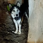 به دلیل جانداشتند