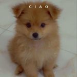 سگ پامر روباهی