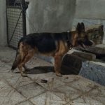 سگ ژرمن شیپرد شولاین با ۳تا توله