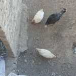 مرغ تخم گذار