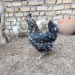 مرغ و خروس گلین اصیل