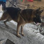 واگذاری سگ ژرمن نر بخاطر آسیب دیدگی