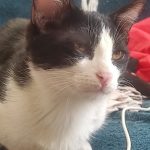 واگذاری توله گربه