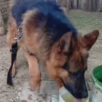 واگذاری سگ ژرمن نر بخاطر آسیب دیدگی