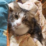 نگهداری و پانسیون