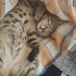 واگذاری گربه ۳ ماهه