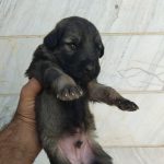سگ ژرمن شیپرد شولاین با ۳ تا توله