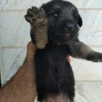 سگ ژرمن شیپرد شولاین با ۳تا توله