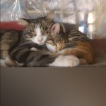 نگهداری و پانسیون