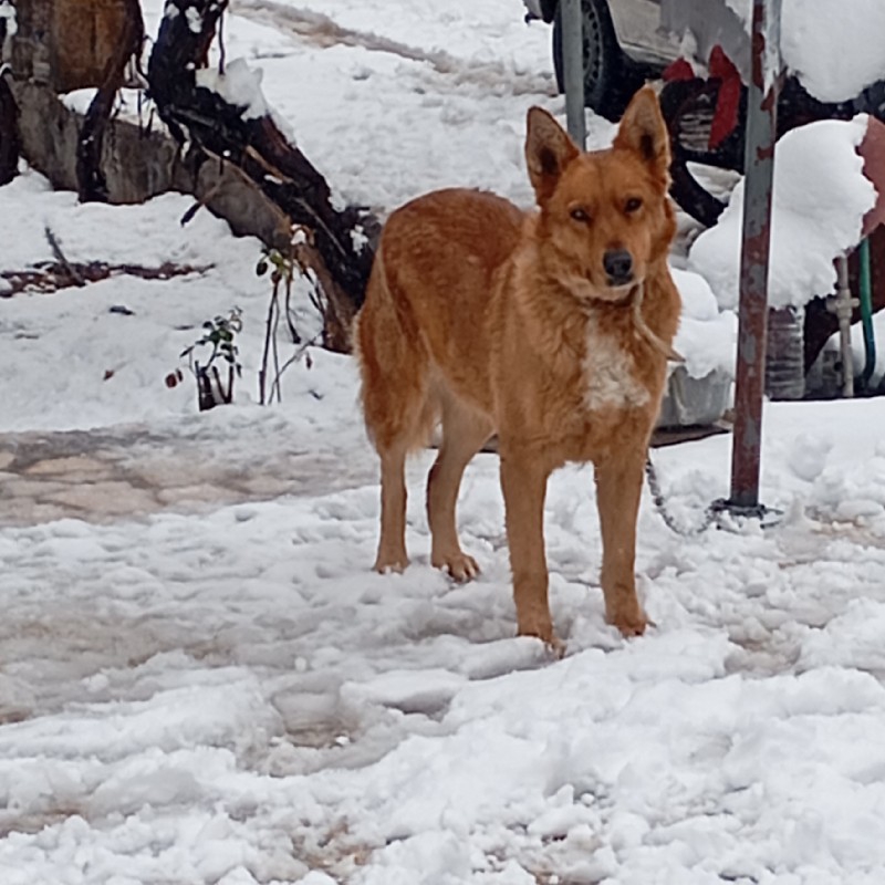 سلام سگ ژرمن