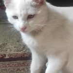 واگذاری توله گربه