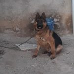 واگذاری سگ ژرمن نر بخاطر آسیب دیدگی