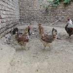 مرغ و خروس گلین اصیل