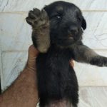 سگ ژرمن شیپرد شولاین با ۳ تا توله