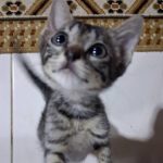 واگذاری بچه گربه