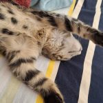 واگذاری گربه ۳ ماهه