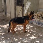 سگ ژرمن شیپرد شولاین با ۳ تا توله