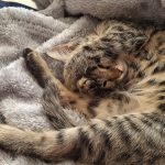 واگذاری گربه ۳ ماهه