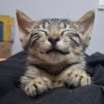 واگذاری بچه گربه