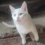 واگذاری توله گربه