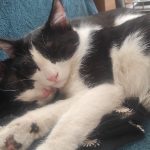 واگذاری توله گربه