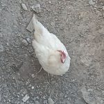 مرغ تخم گذار