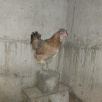 مرغ و خروس گلین اصیل