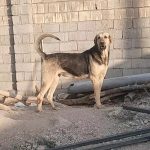 سگ پژدر ،افغان، روتوایلر