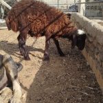 فروش بره همو و هتروزیگوت