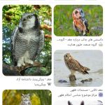 خریدار انواع حیوانات