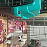 سگ توله 4 ماه پامرین اشپیتز شناسنامه دار تمام واکسناش خوده