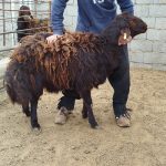 فروش بره همو و هتروزیگوت