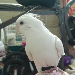 فروش دوتا دلبر ناز هم باهم هم تک