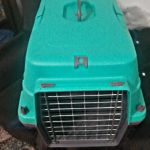 سگ توله 4 ماه پامرین اشپیتز شناسنامه دار تمام واکسناش خوده