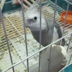 فروش دوتا دلبر ناز هم باهم هم تک